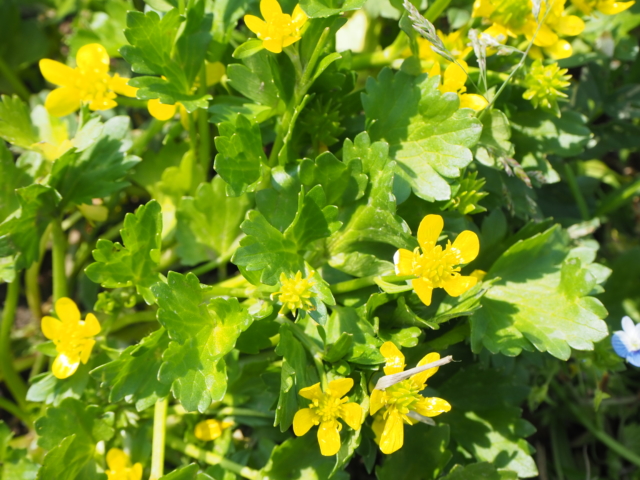 春になるとよく見かける 小さくて黄色い花を調べてみた 糸島ささ日情報局