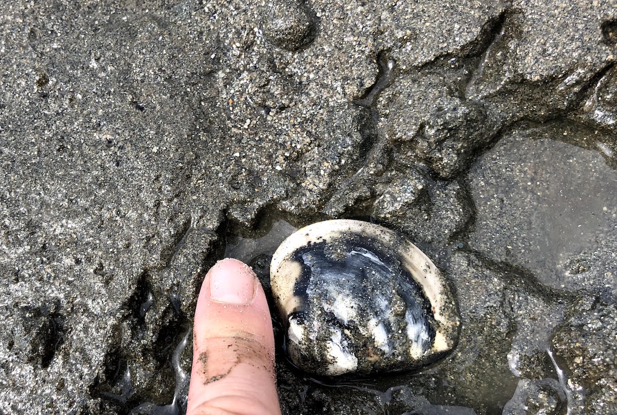 ハマグリにカブトガニ 加布里干潟は宝の海 泥んこ遊びも楽しい 糸島ささ日情報局